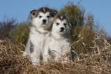 ALASKAN MALAMUTE 439